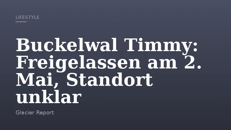Buckelwal Timmy: Freigelassen am 2. Mai, Standort unklar
