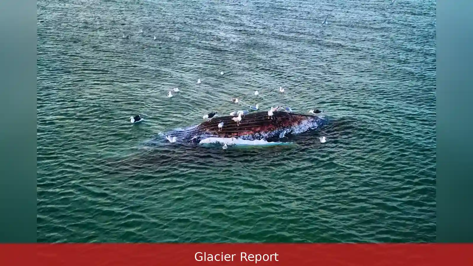 Buckelwal Timmy identifiziert: Kadaver bei Anholt, 70 km vor Skagen