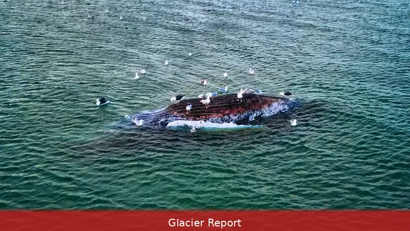 Buckelwal Timmy identifiziert: Kadaver bei Anholt, 70 km vor Skagen